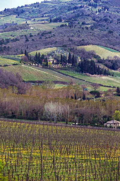 Vinhas da Toscana — Fotografia de Stock