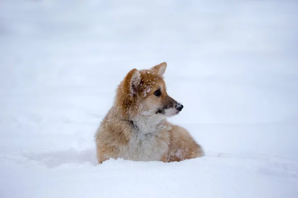 Corgi bolyhos kiskutya portré — Stock Fotó