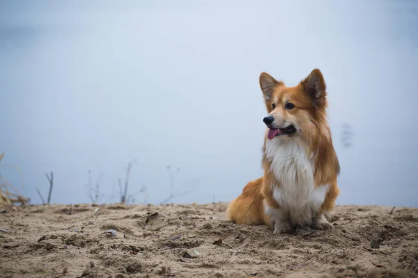 Corgi fluffig hund sitter på sandstranden — Stockfoto