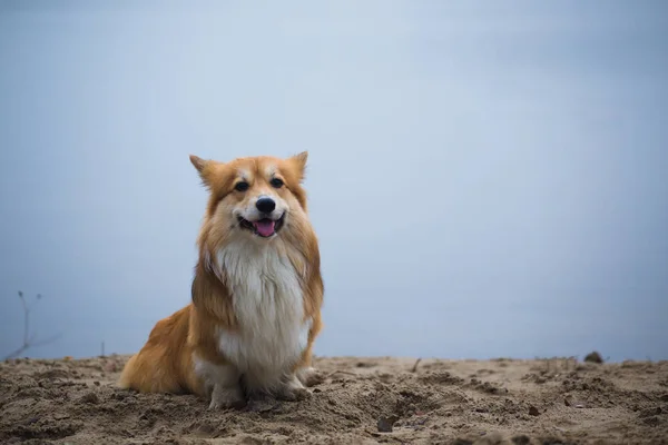 Corgi flauschiger Hund sitzt am Sandstrand — Stockfoto
