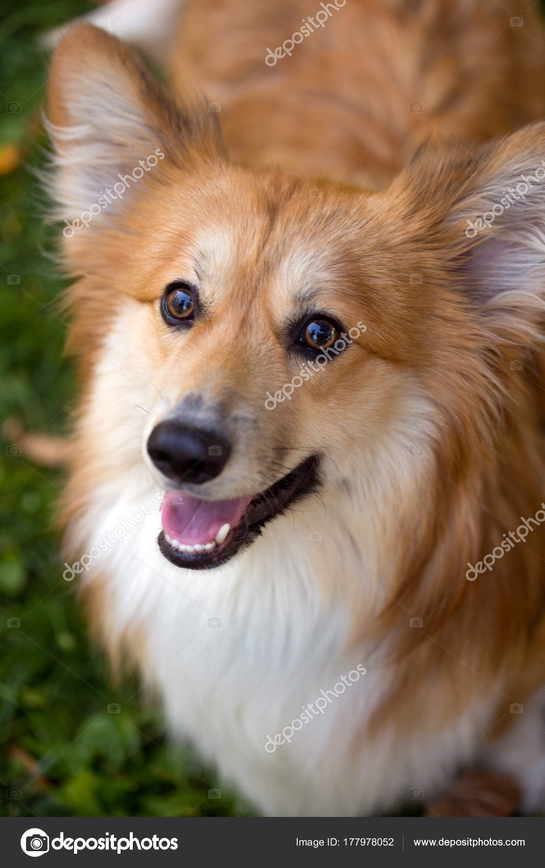 Corgi fluffy portrait — Stock Photo © azgek1978 #177978052