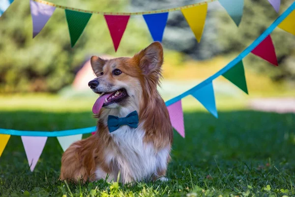 Retrato esponjoso corgi — Foto de Stock