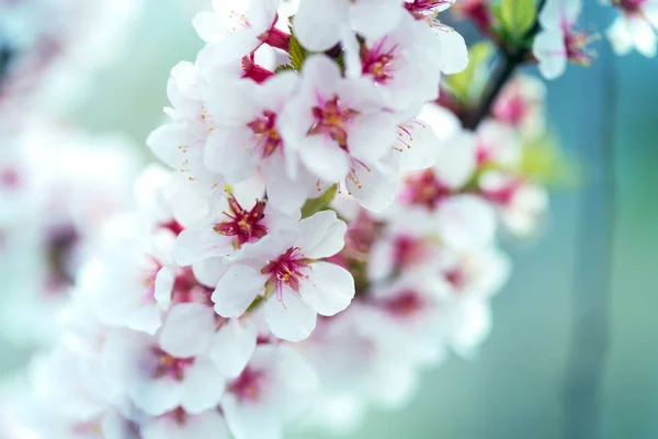 Background blooming apricot — Stock Photo, Image