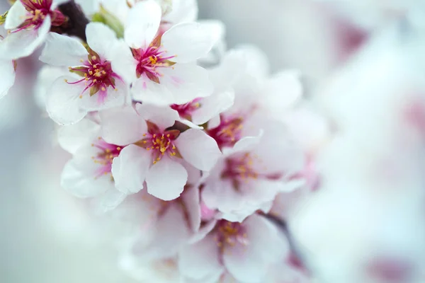Квітучий абрикос фону — стокове фото