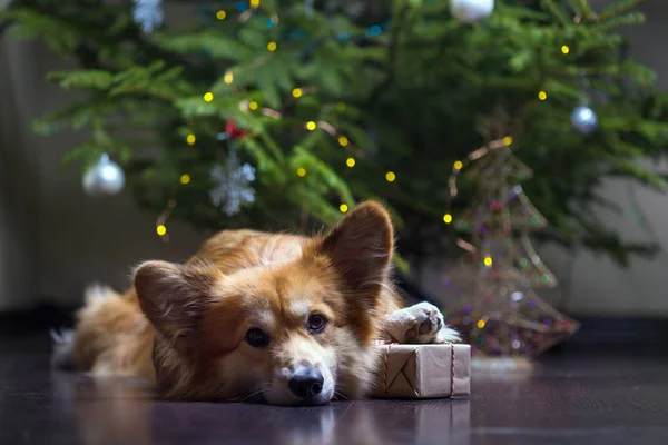 Natale Molto Bello Corgi Soffice Cane Con Regalo Sullo Sfondo — Foto Stock