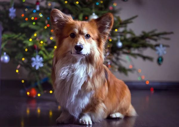 Natale Molto Bello Corgi Soffice Cane Sullo Sfondo Del Tre — Foto Stock