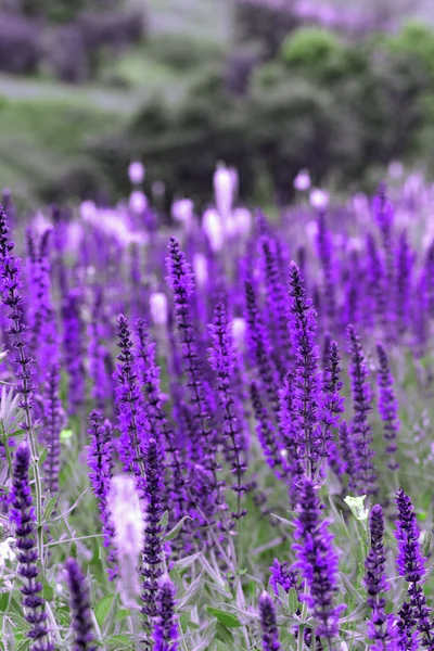 Salvia Summer Meadow Sage Background — Stock Photo, Image