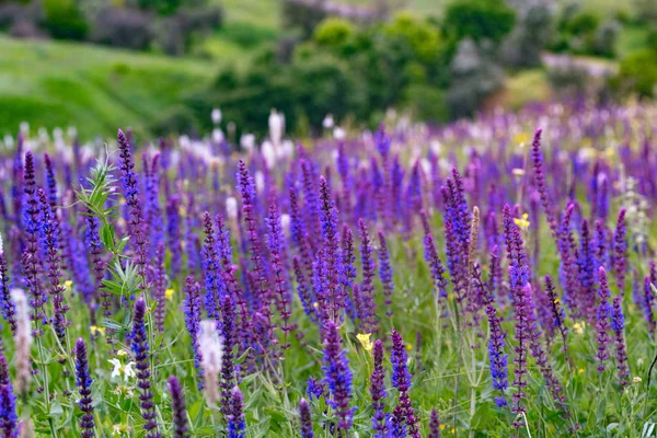 Salvia - sommar äng salvia bakgrund — Stockfoto