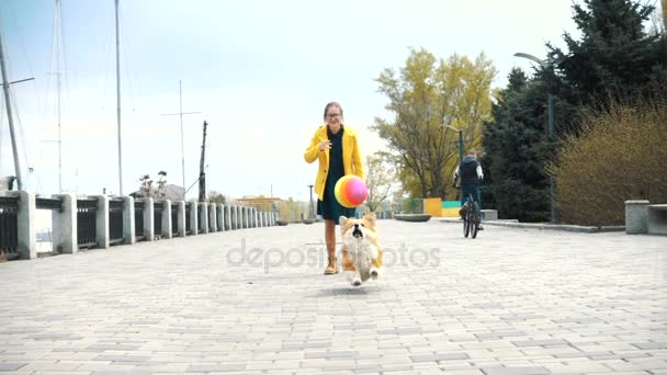 Rolig Corgi Fluffig Hund Leker Med Boll Utomhus — Stockvideo