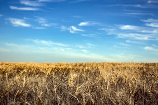 Вид на пшеничне поле — стокове фото