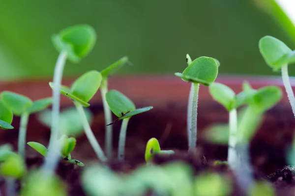 Brotes de albahaca han brotado —  Fotos de Stock