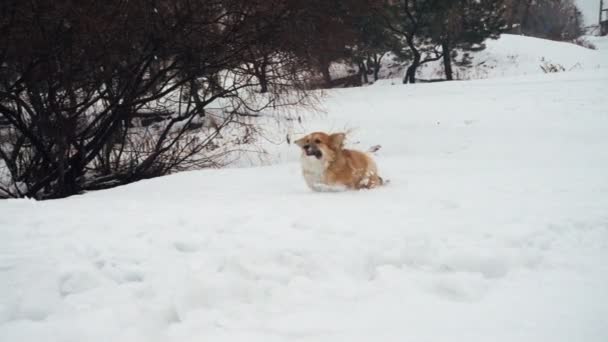 Pequeño Divertido Corgi Peludo Cachorro Caminando Aire Libre Día Invierno — Vídeos de Stock