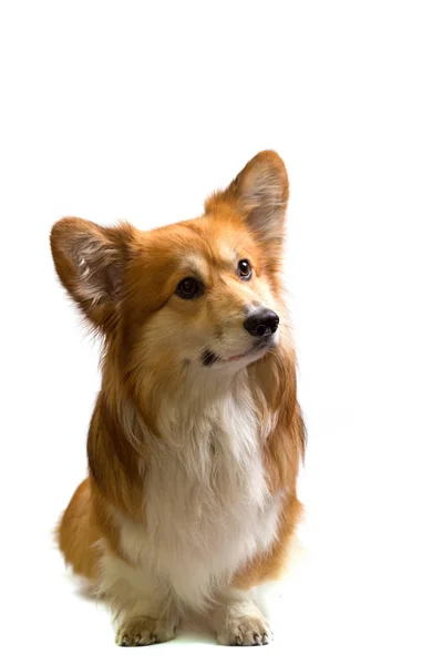 Corgi fluffiga porträtt — Stockfoto