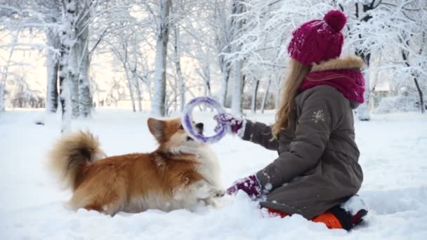 Divertido Corgi Peludo Cachorro Caminando Con Niña Aire Libre Día — Vídeos de Stock