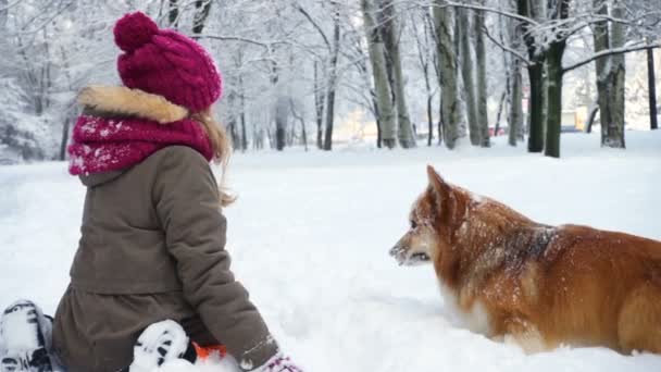 Lustige Corgi Flauschige Welpen Gehen Mit Kleinem Mädchen Freien Wintertag — Stockvideo