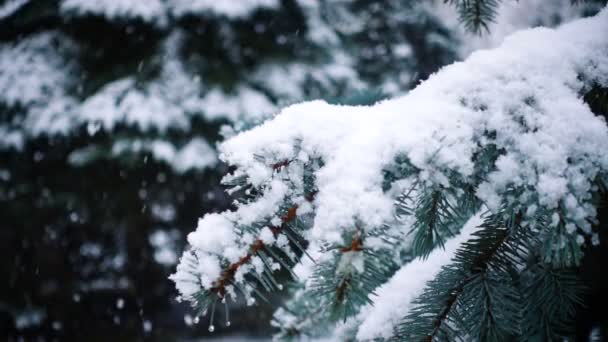 Sneeuw Valt Bij Dennenbomen Takken — Stockvideo
