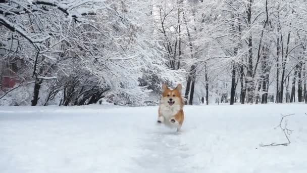 冬の日で野外を歩いている面白いコーギーふかふか子犬 — ストック動画