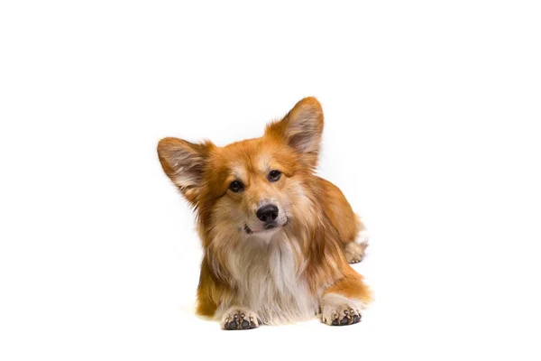 Vackra Corgi Fluffiga Närbild Porträtt Vit Bak — Stockfoto