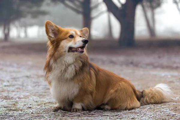 Mycket Vacker Corgi Fluffig Hund Promenad Parken — Stockfoto