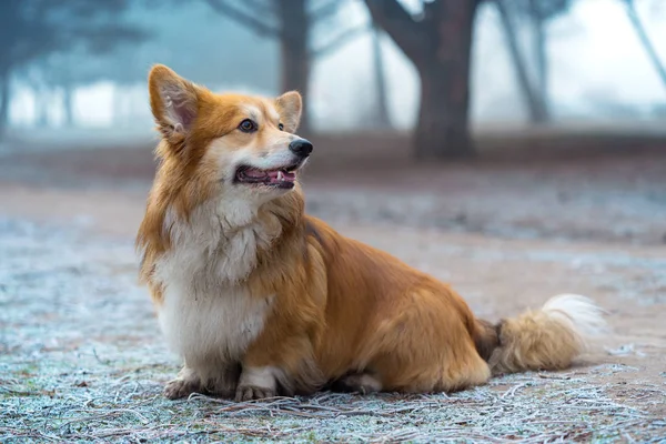 Красивая Пушистая Собака Корги Прогулке Парку — стоковое фото