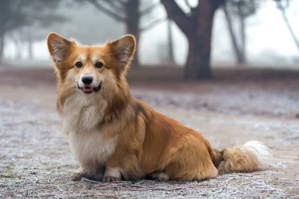 Красивая Пушистая Собака Корги Прогулке Парке — стоковое фото