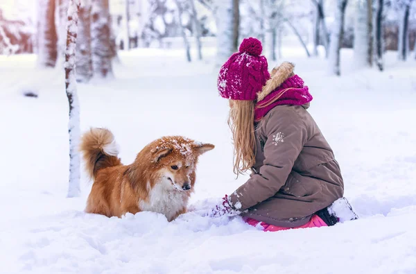 Hermosa Chica Rubia Corgi Esponjoso Invierno — Foto de Stock