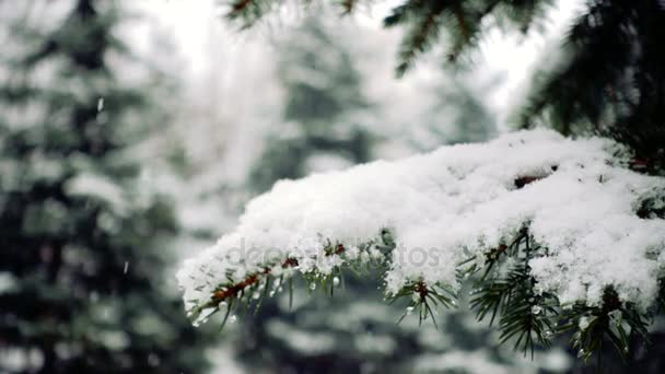 Nieve Cayendo Las Ramas Los Abetos — Vídeos de Stock