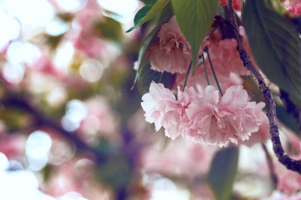 Flor de cerejeira bela - sakura — Fotografia de Stock