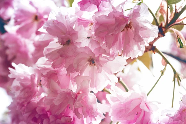 Kersenbloesem mooi - sakura — Stockfoto