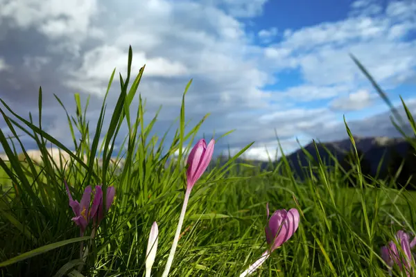 Dağlarda çiğdem — Stok fotoğraf