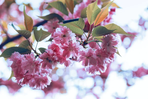 Цветок сакуры красивый - сакура — стоковое фото