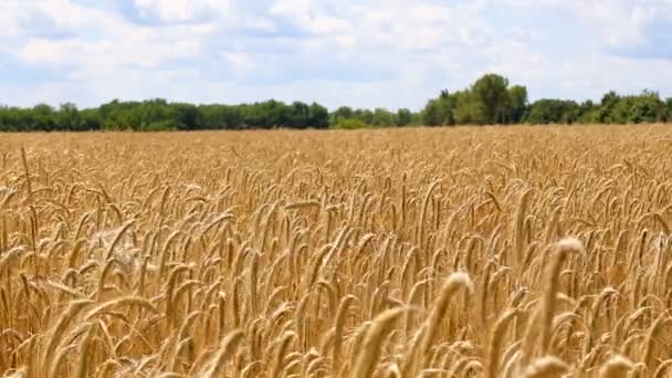 Buğday Alanı Yakın Video — Stok video