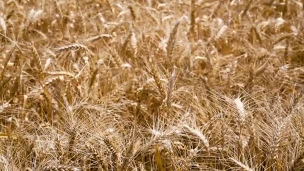 Пшеничное Поле Закрыть Видео — стоковое видео