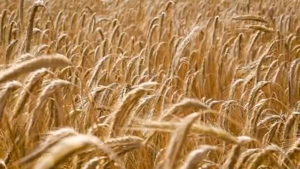 Wheat Field Close Video — Stock Video