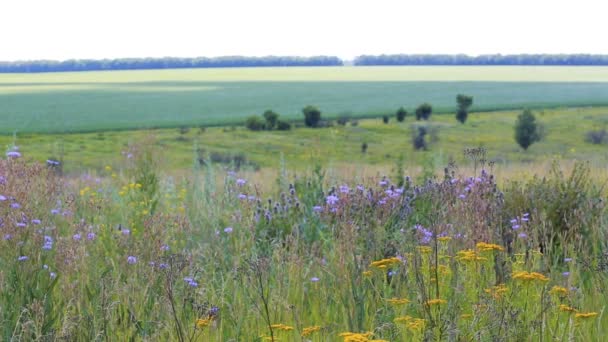 Ländliche Landschaft Mit Gras Und Grünem Feld — Stockvideo