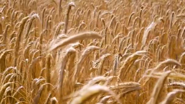 Pšeničné Pole Zavřít Video — Stock video