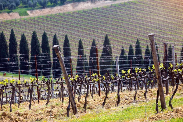 Виноградники в горах — стоковое фото