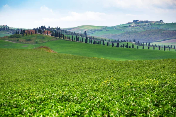 Typical Tuscan landscape