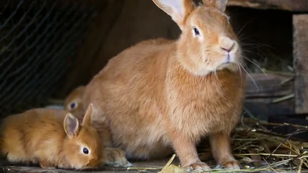 Pequeña Familia Conejos Rojos Sentados Jaula — Vídeos de Stock