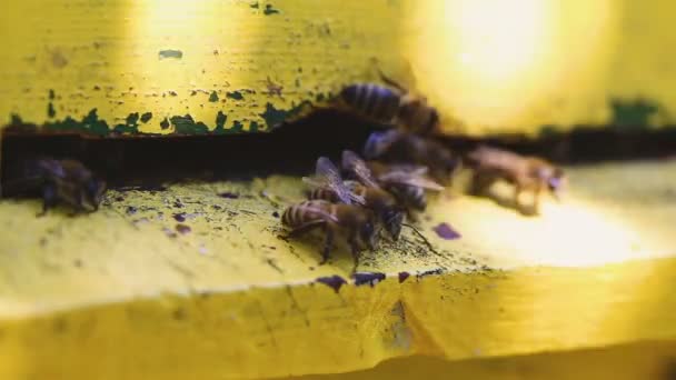 Abeilles Entrant Sortant Ruche Vue Près — Video