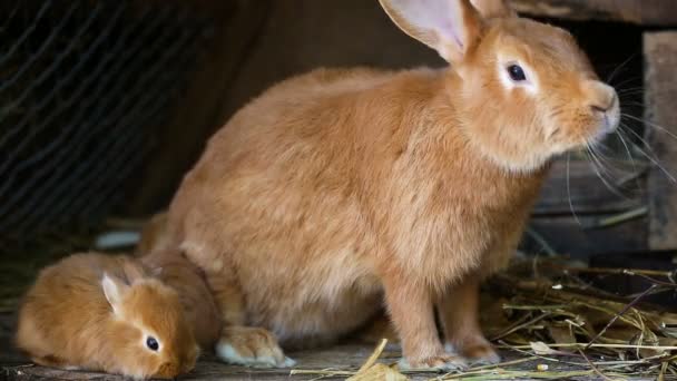 Pequena Família Coelhos Vermelhos Sentados Gaiola — Vídeo de Stock