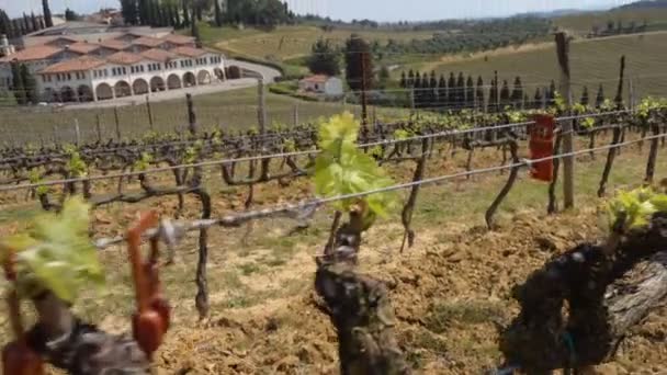 Weinberge der Toskana — Stockvideo