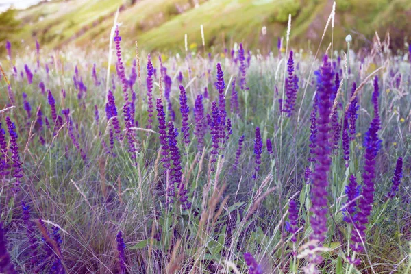 Summer meadow sage background — Stock Photo, Image