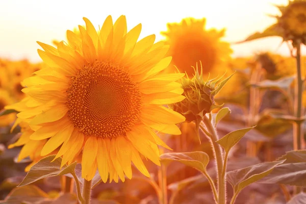 Zonnebloemen op het veld — Stockfoto