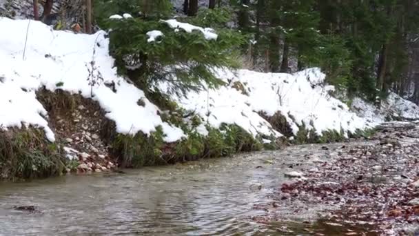 Весенний ручей в лесу — стоковое видео