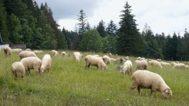 Grupo de ovejas en el campo verde — Vídeo de stock