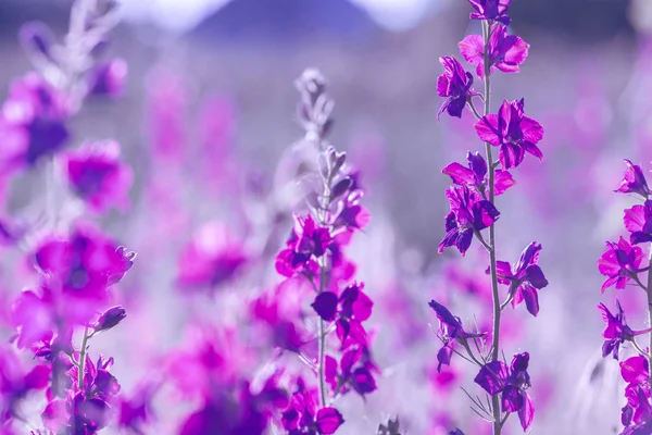 Fiori selvatici viola — Foto Stock