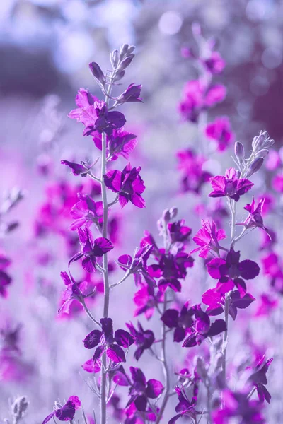 Flores silvestres moradas — Foto de Stock