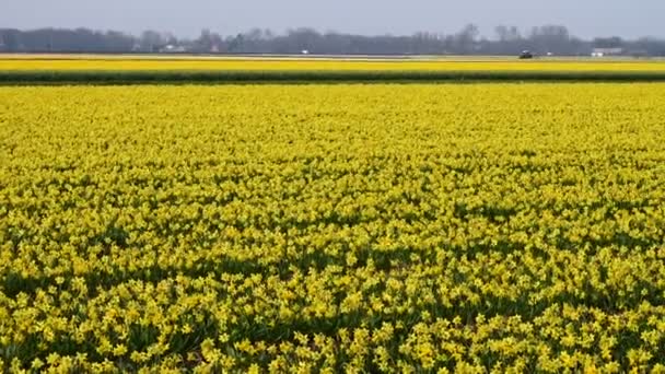 Spring flower field at the Netherlands — Stock Video