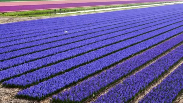 Campo de flores de primavera en los Países Bajos — Vídeos de Stock